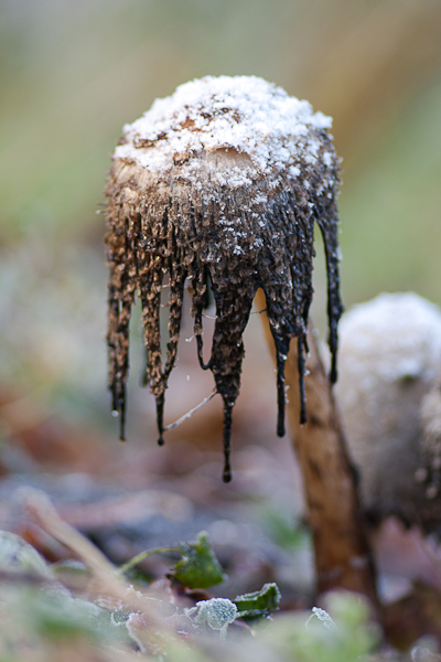 Coprinus comatus - Geschubde Inktzwam - Shaggy Inkcap