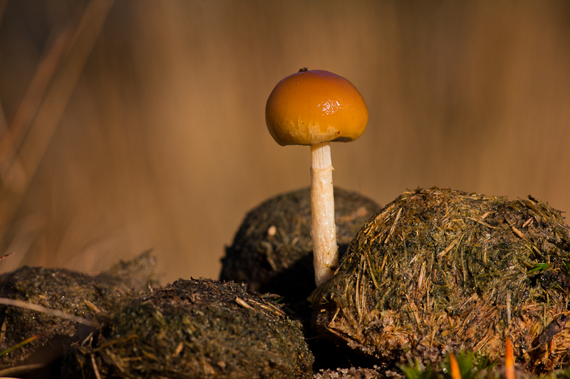 Psilocybe coprophila - Mestkaalkopje - Dung-loving Psilocybe