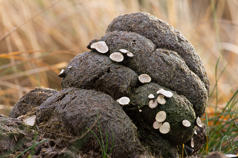 Poronia punctata - Grote Speldenprikzwam - Dung Button