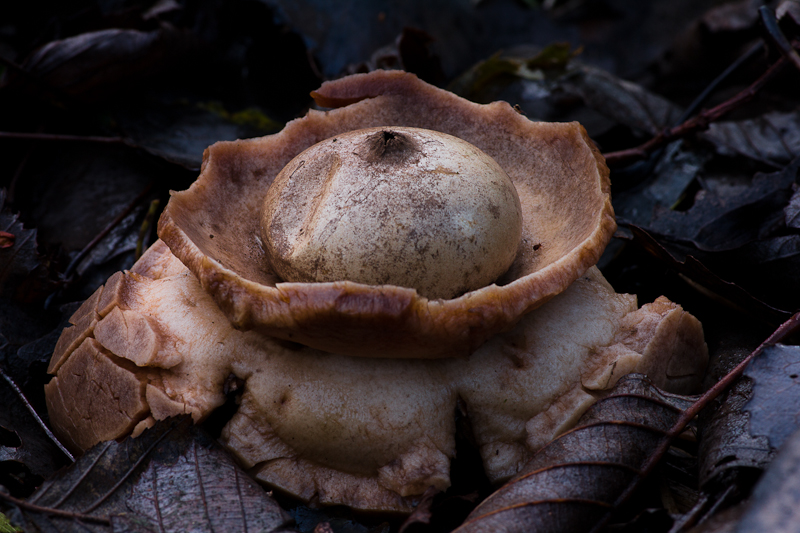 Geastrum triplex - Gekraagde aardster - Collared Earthstar