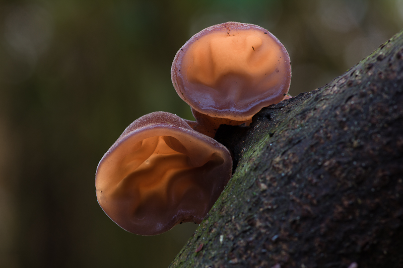 Auricularia auricula-judae - Echt Judasoor - Jelly Ear