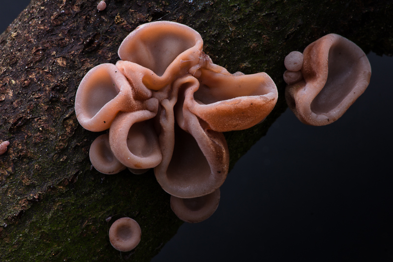 Auricularia auricula-judae - Echt Judasoor - Jelly Ear