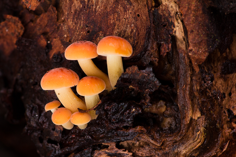 Flammulina velutipes - Gewoon Fluweelpootje - Velvet Foot