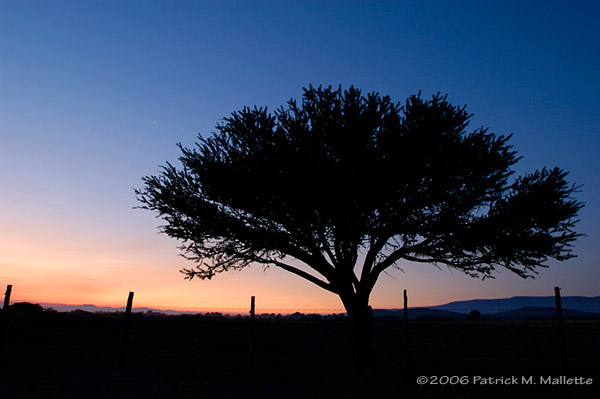 Mesquite tree at dawn