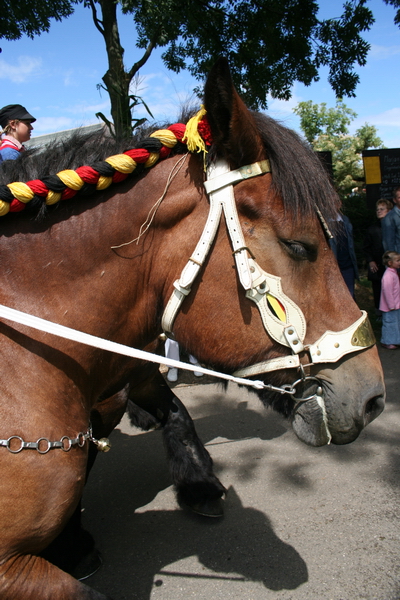 Paard bij oude ambachten