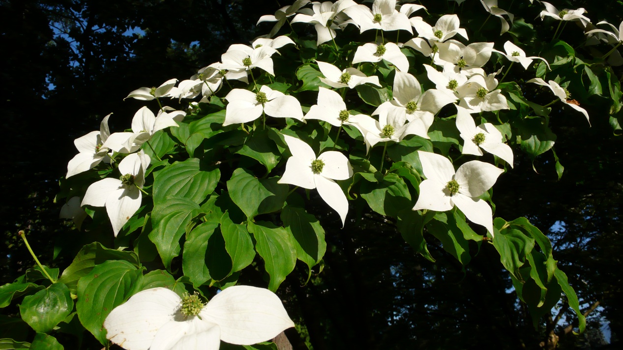 Dogwood blossoms Blue Mt. Park.jpg