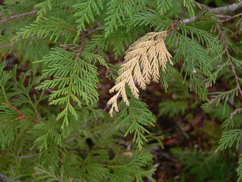 Cedar boughs.jpg