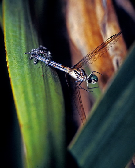 E 57 SPIDER.jpg