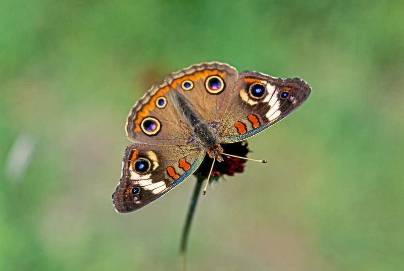 Image 005.jpg