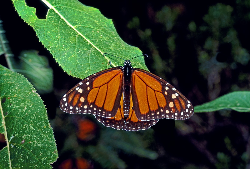 Image 082.jpg