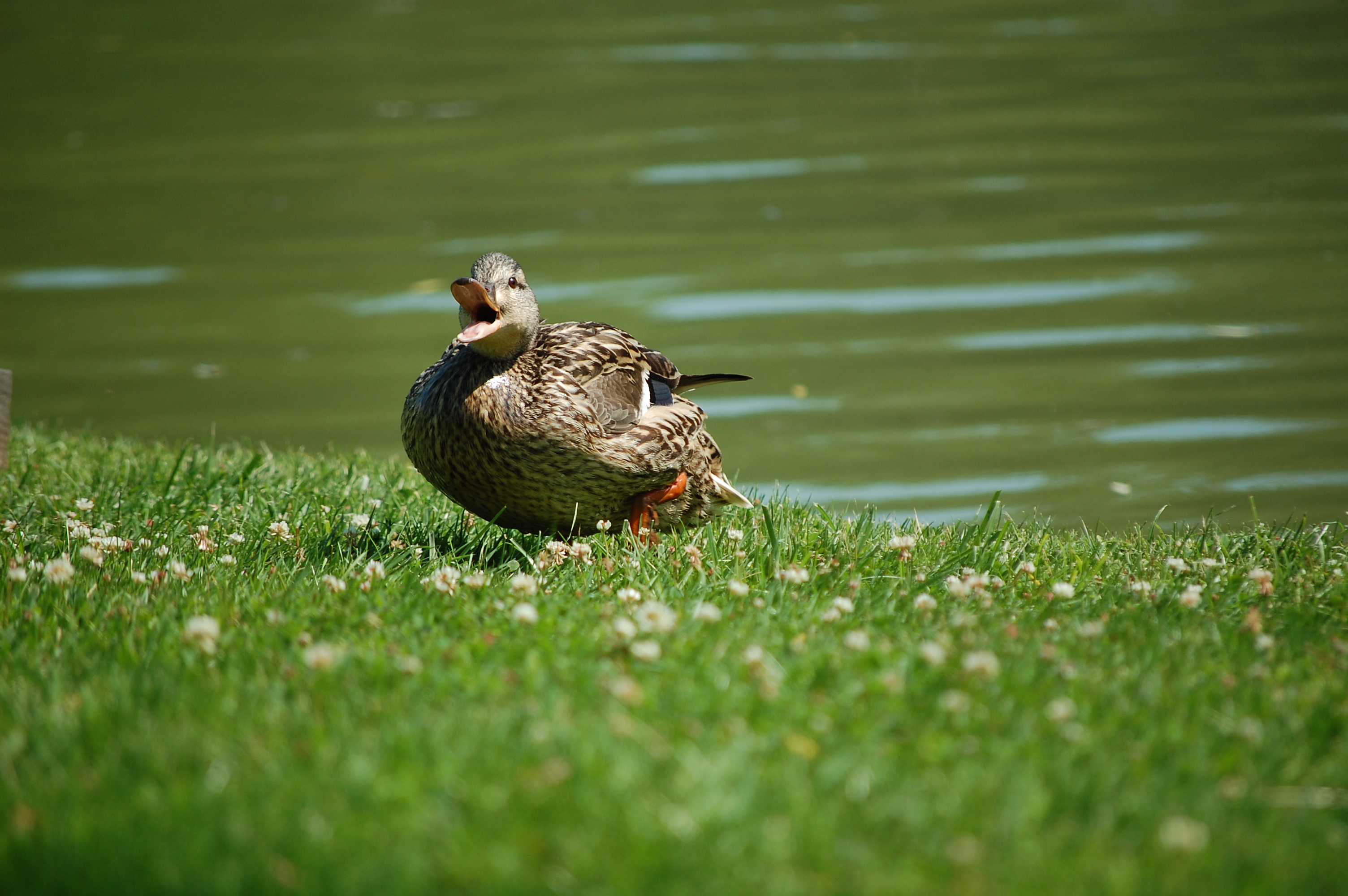 TALKING DUCK,PEPSICO