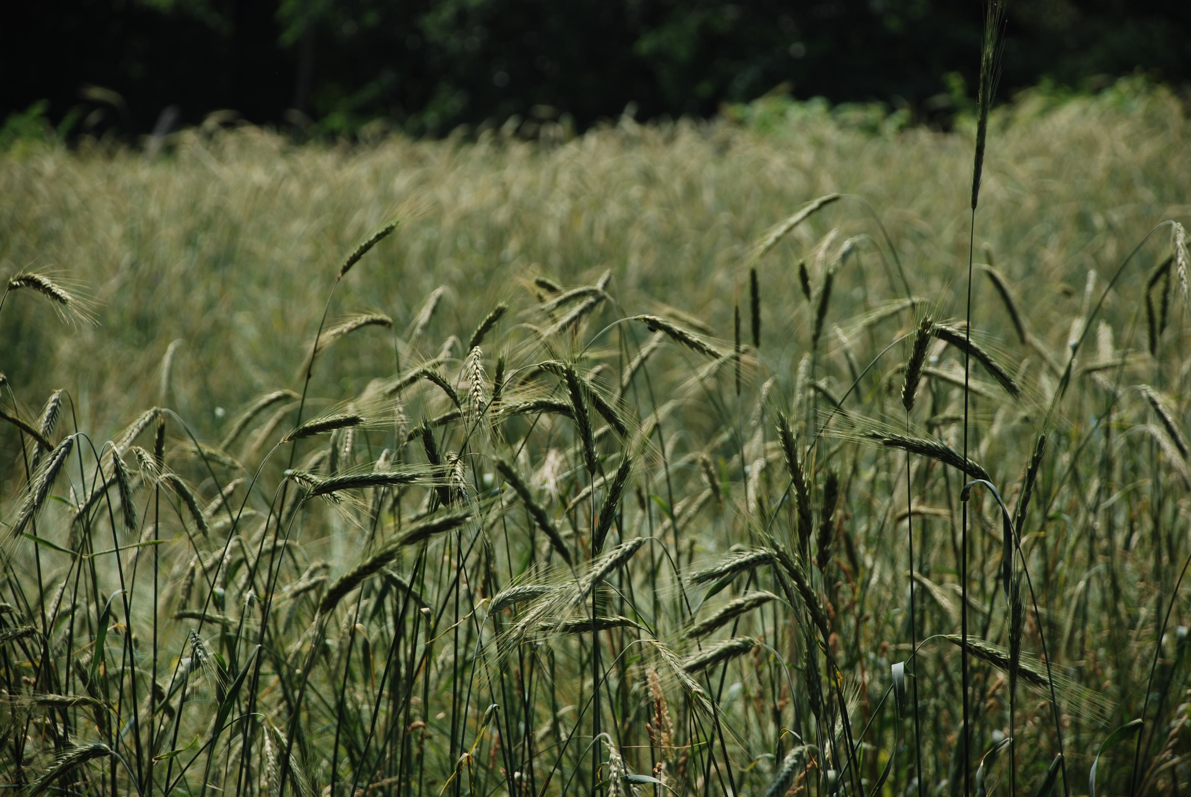 RYE