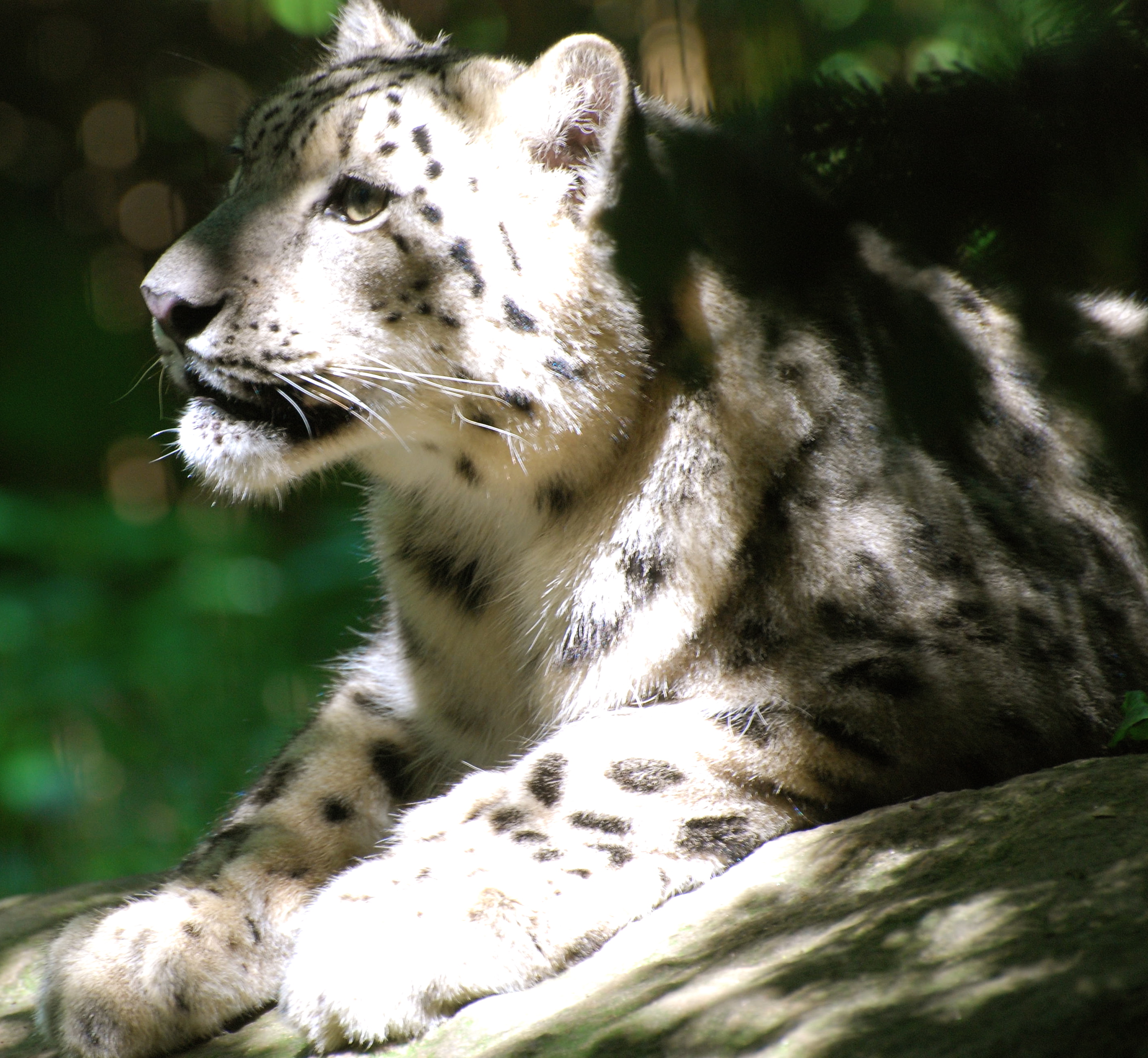 Bronx Zoo (15).JPG