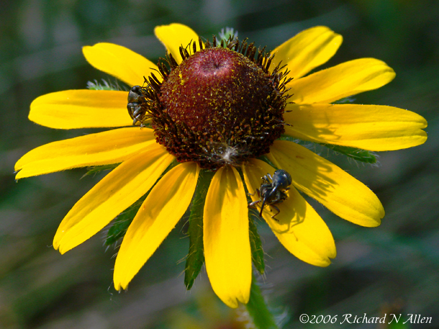 Black-eyed Susan