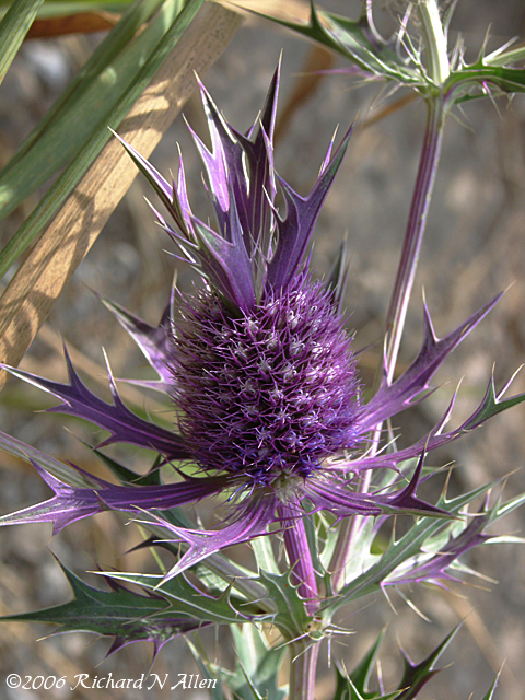 Leavenworth Eryngo