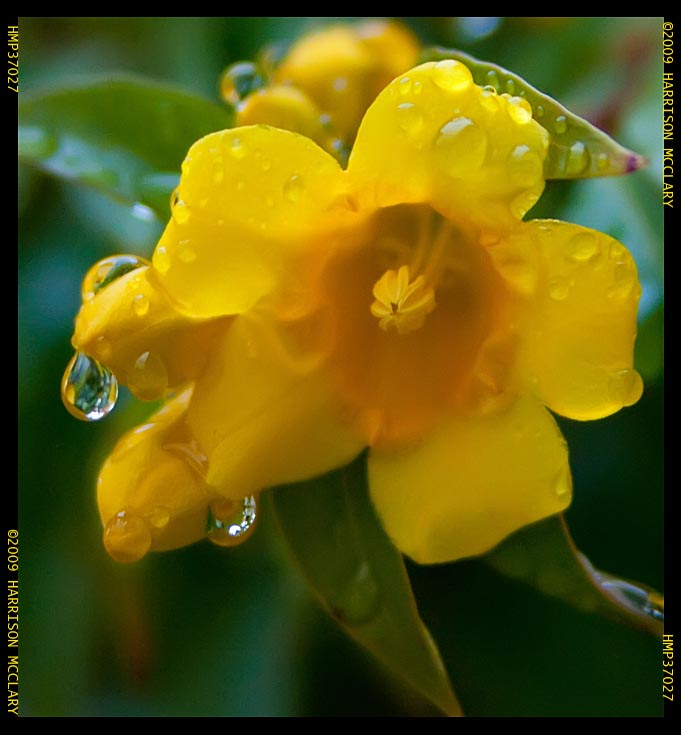 Wet Flower