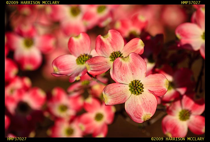 Dogwood Blooms