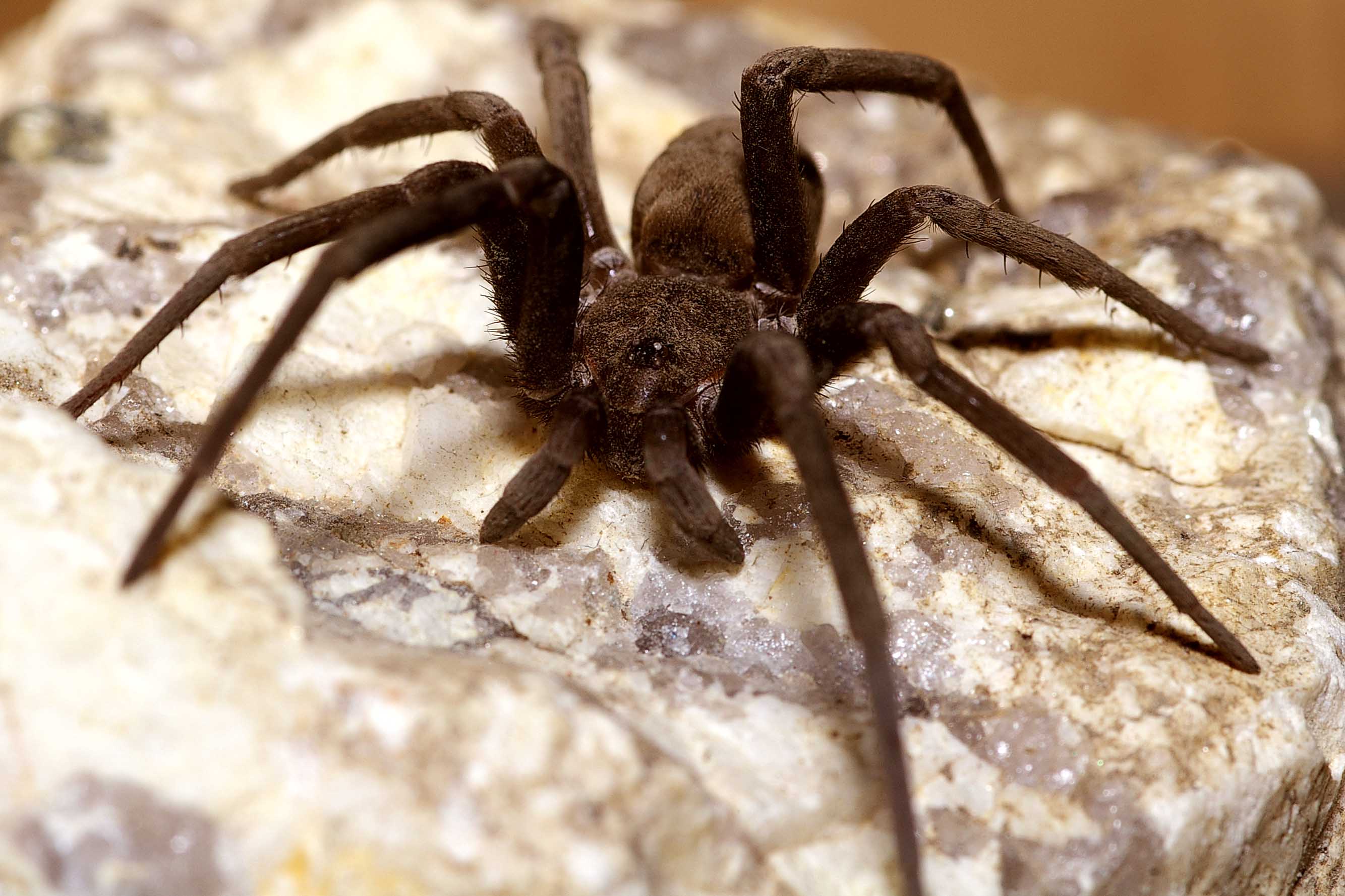 Wolf Spider