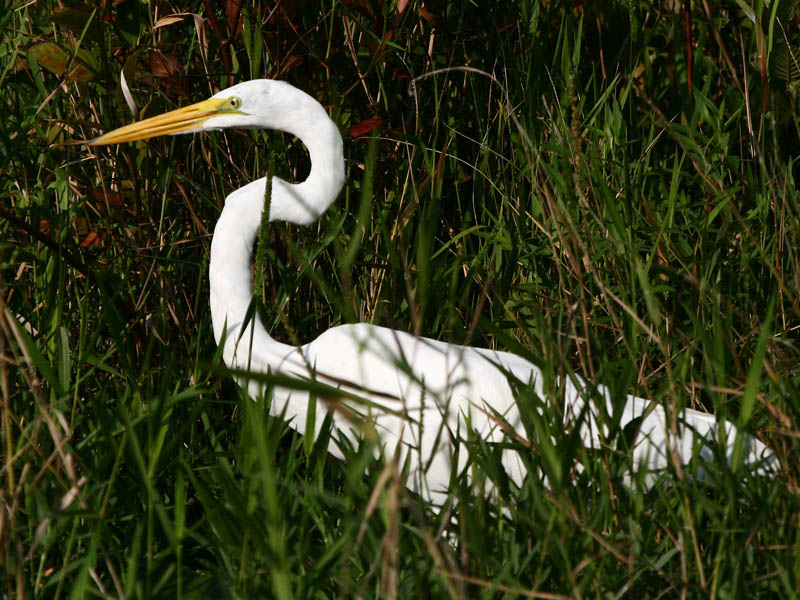 Great Egret 3