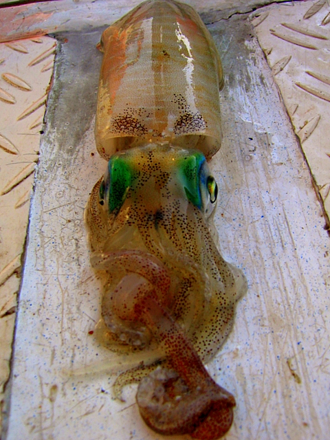 Squid for Fish Hooks