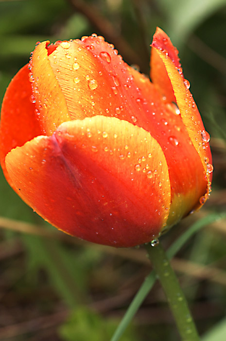 Tulip and Raindrops