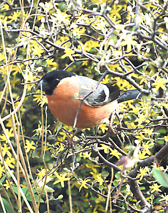 A Bird in the Bush