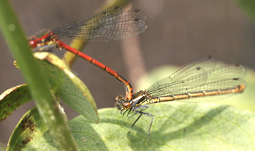 Damselflies