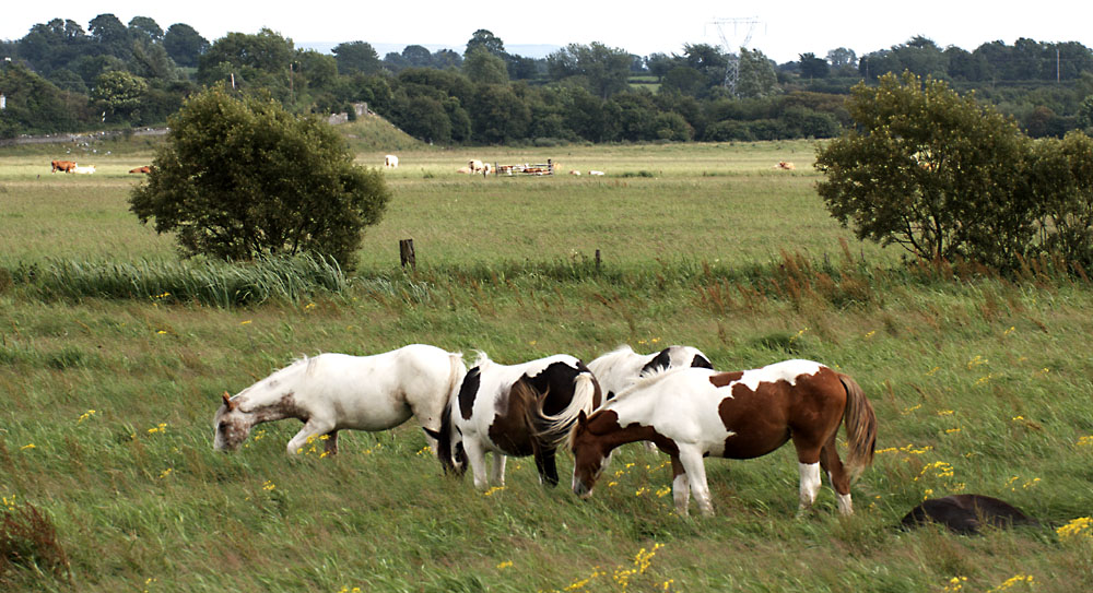 Connemara Ponies