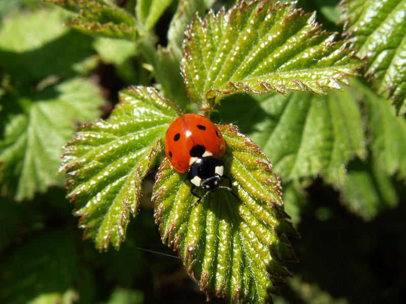Ladybird