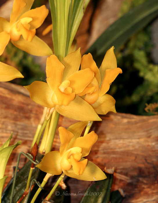 Lycaste cochleata AP7 #3854