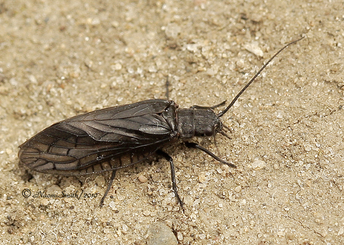 Alderfly MY10 #2374