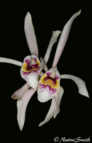 Cattleya iricolor