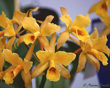LC. GoldDigger-Orglades Mandarin