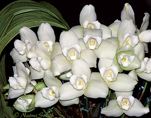Lycaste Brooklyn