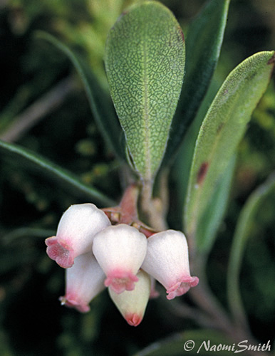 Bearberry