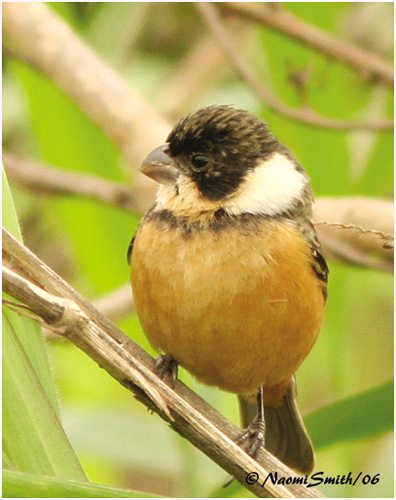 White-collared Seedeater