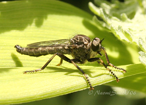 Robber Fly Machimus sp.