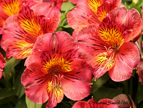Alstroemeria