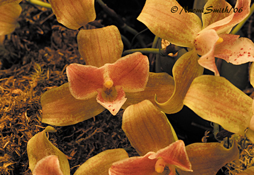 Lycaste Phoenix