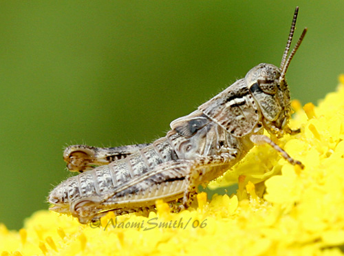 Melanoplus confusus #3047