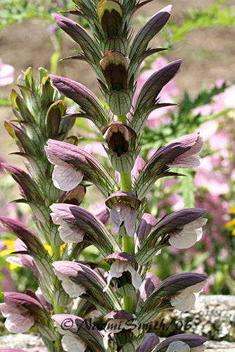 Acanthus mollis-Bears Breeches  #6008