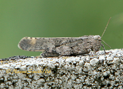 Carolina Grasshopper #6091