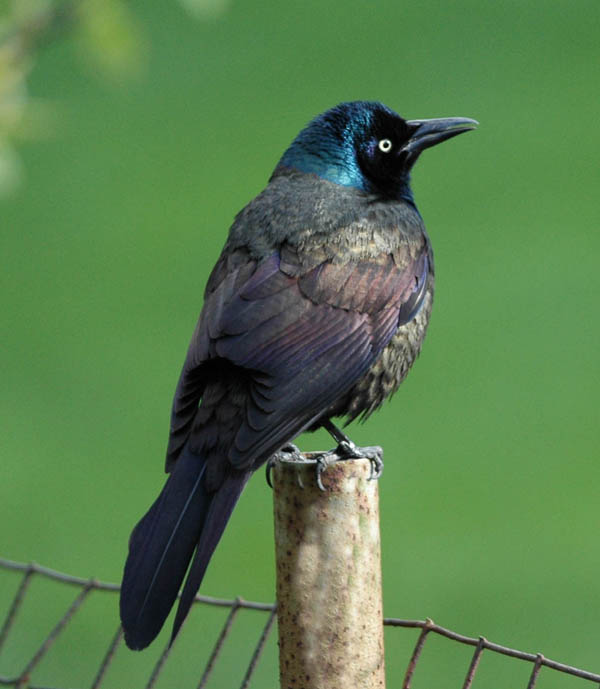 Common Grackle