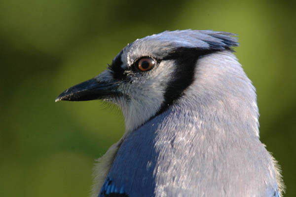 Blue Jay Headshot