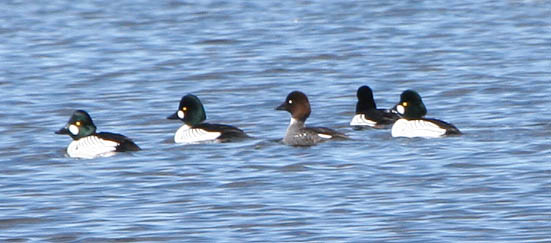Common Goldeneye- Males and Females