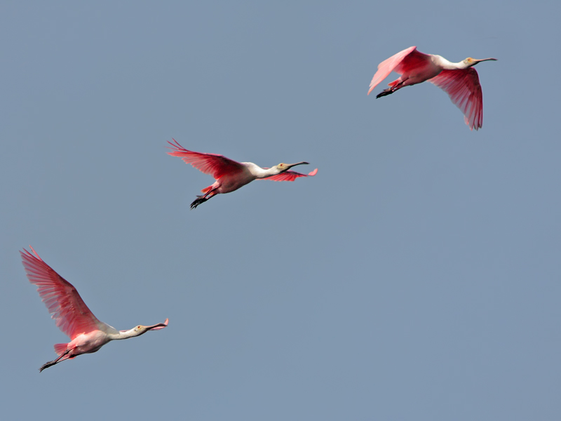 Roseate Spoonbill
