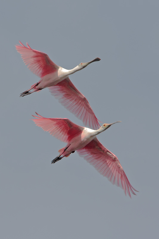 Roseate Spoonbill