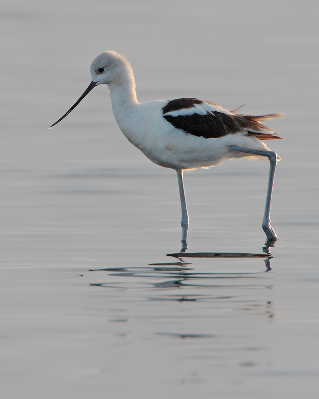 American Avocet