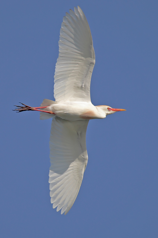 Cattle Egret flight