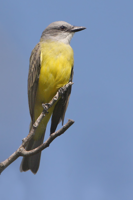 Couchs Kingbird